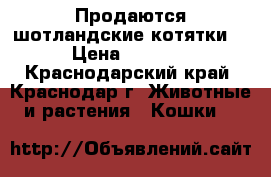 Продаются шотландские котятки! › Цена ­ 3 500 - Краснодарский край, Краснодар г. Животные и растения » Кошки   